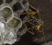 Wasp
